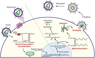 Retroviral RNA Dimerization: From Structure to Functions